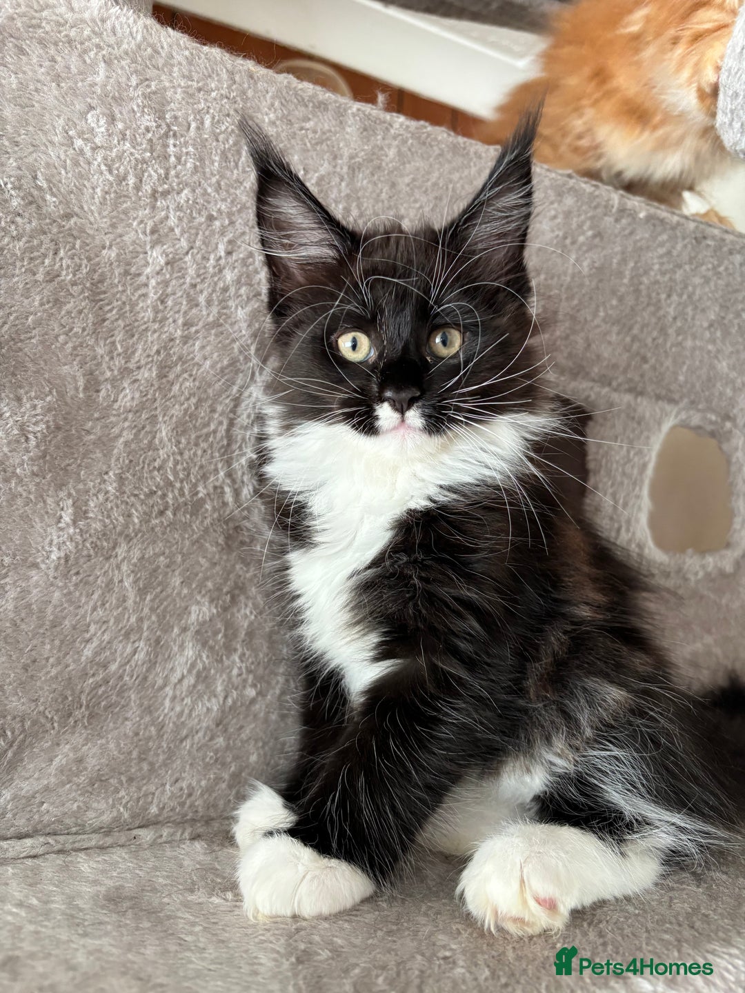 Maine Coon cats for sale: Maine coon - Image 6