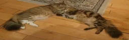 Siberian cats for sale: Pure gorgeous Siberian Kittens  - Advert 8