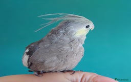 Cockatiels birds for sale: Hand reared semi tame DNA sexed baby cockatiel  in Worthing - Image 16