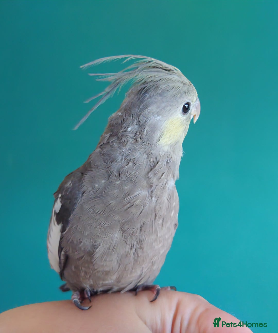 Cockatiels birds for sale: Hand reared semi tame DNA sexed baby cockatiel  in Worthing - Image 16