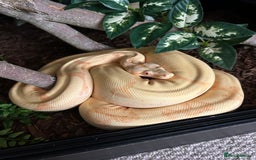 Boa Snake reptiles for sale: Sunglow Boa Constrictor  - Image 1