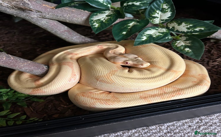 Boa Snake reptiles - Advert 1