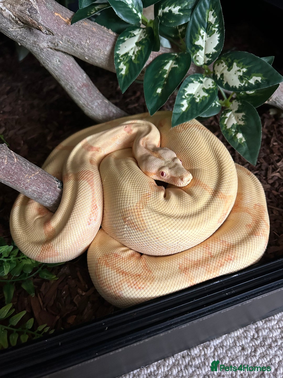 Boa Snake reptiles for sale: Sunglow Boa Constrictor  - Image 1