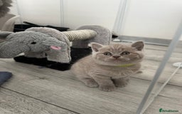 British Shorthair cats for sale: High quality GCCF registered kittens   - Image 2