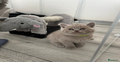 British Shorthair cats - Advert 7