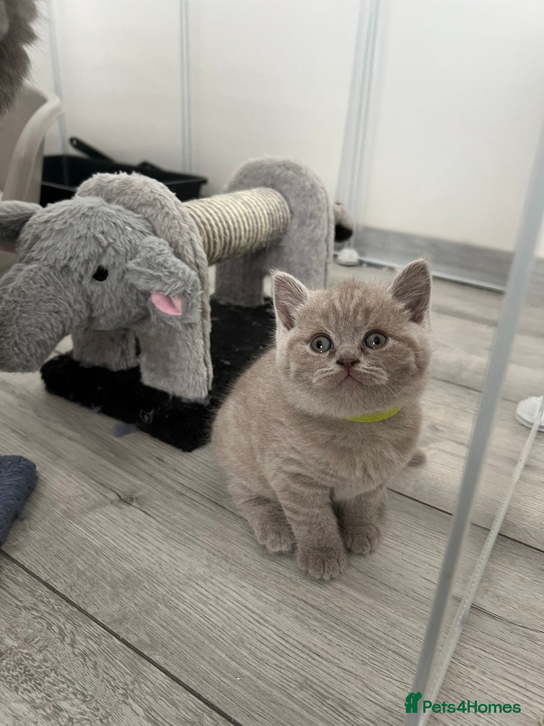 British Shorthair cats for sale: High quality GCCF registered kittens   - Image 2