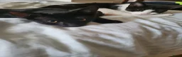 Domestic Shorthair cats for sale: From 7 beautiful kittens to 1 left - Advert 27