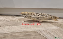 Quail poultry for sale: Coturnix quail three week old (not sexed)  - Image 12