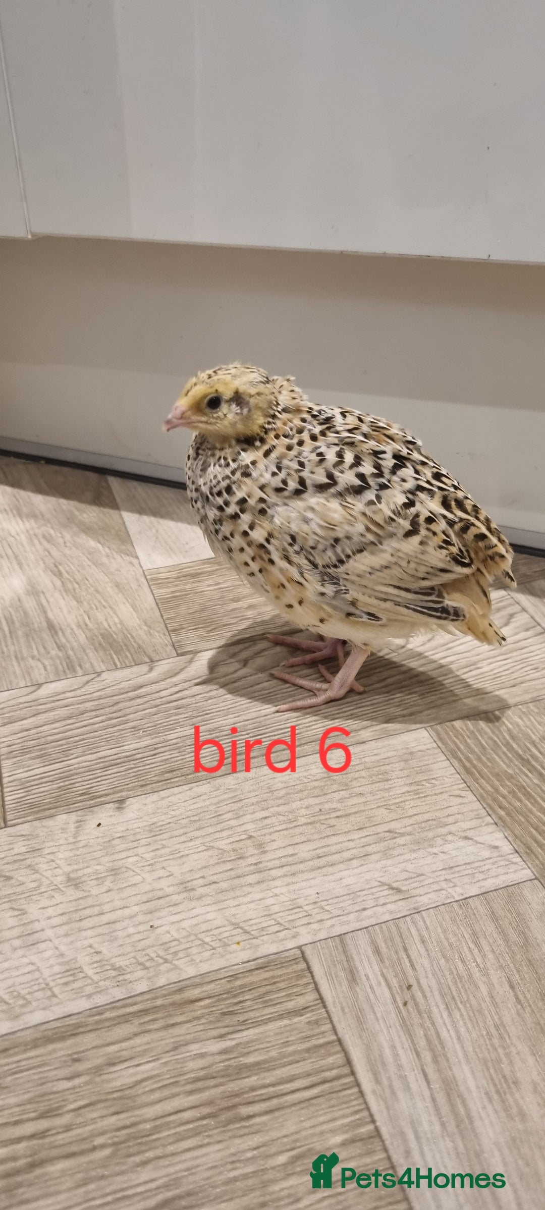 Quail poultry for sale: Coturnix quail three week old (not sexed)  - Image 12