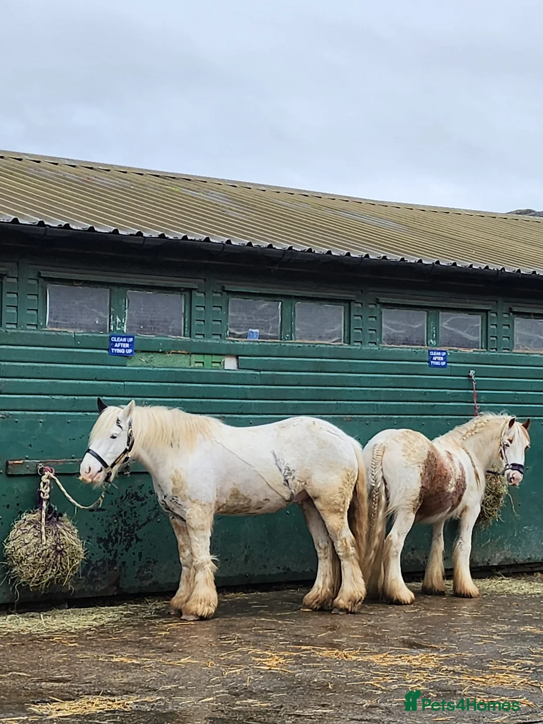 Irish Cob horses for sale: Little Mo - Advert 6