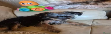 Yorkshire Terrier Puppy 1