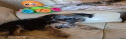 Yorkshire Terrier dogs for sale: 1 maleYorkshire  terrier puppy  - Advert 2