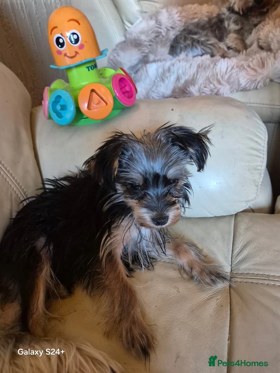 Yorkshire Terrier dogs for sale: 1 maleYorkshire  terrier puppy  - Advert 2