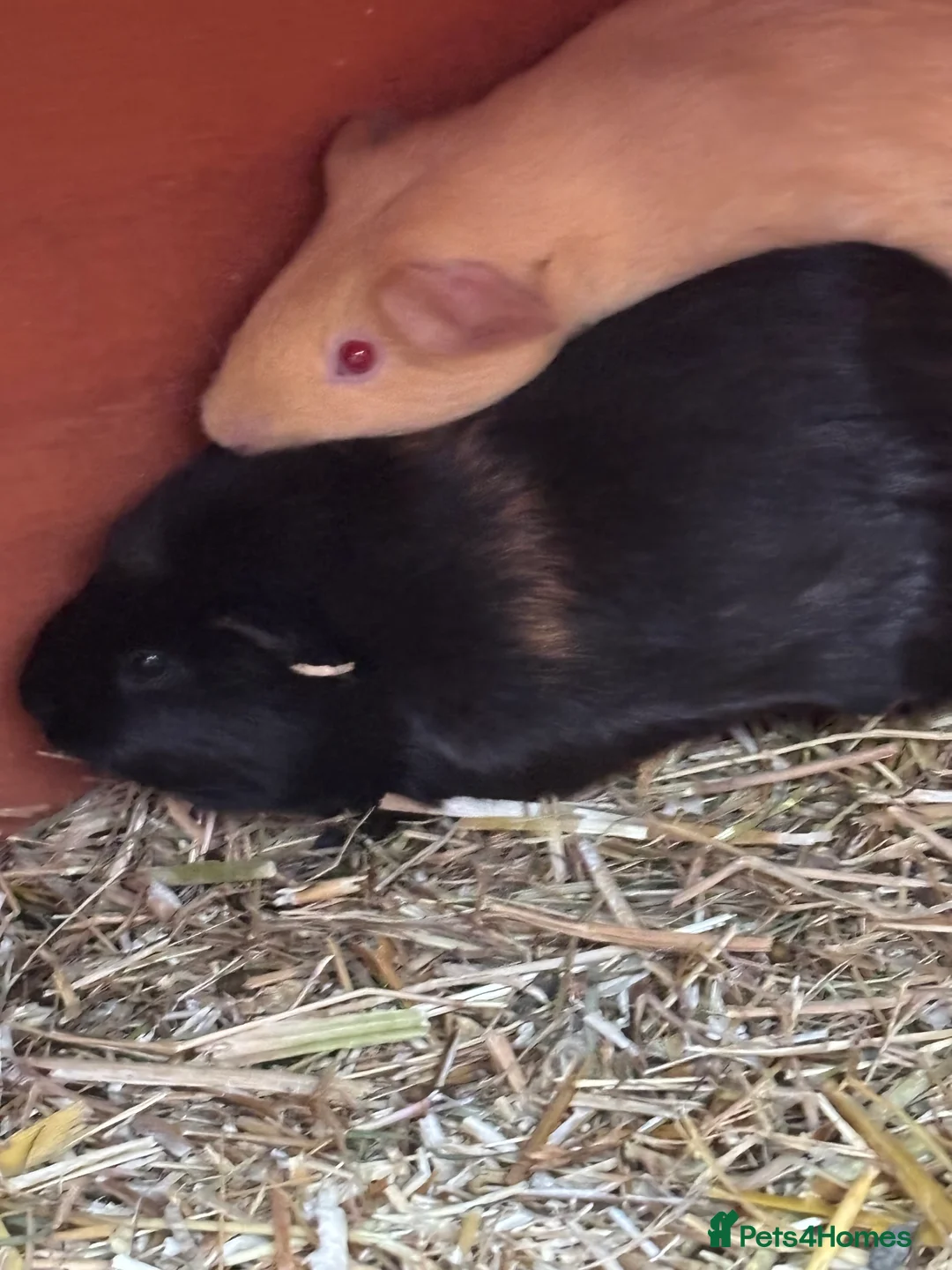 Guinea Pig rodents for sale: Baby sow guinea pigs - Advert 4