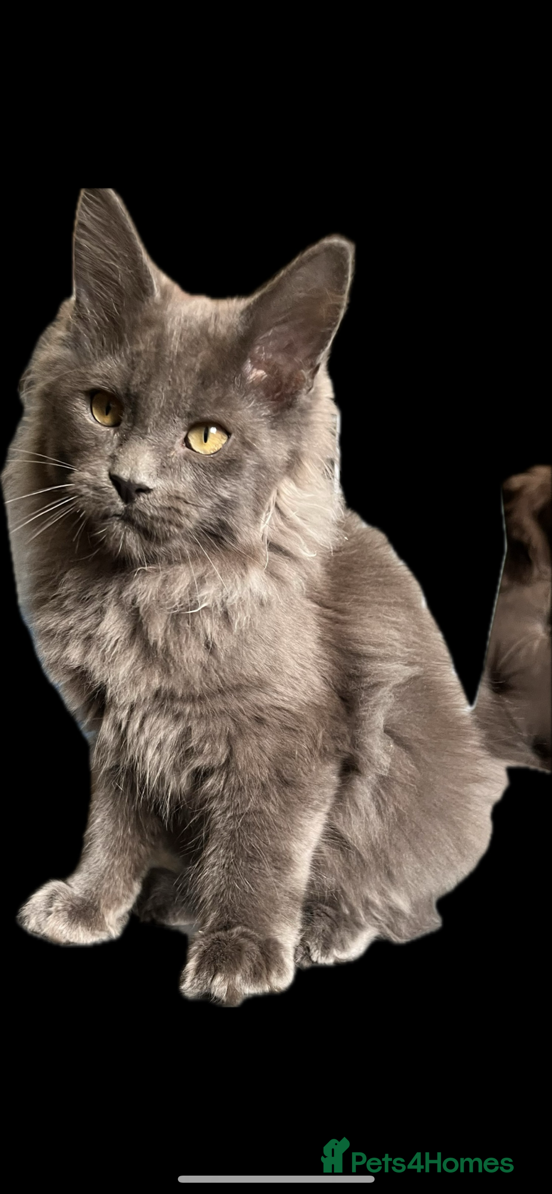 Maine Coon cats for sale: 🏆 PEDIGREE MAINE COON KITTENS GCCF 🏆  - Advert 27