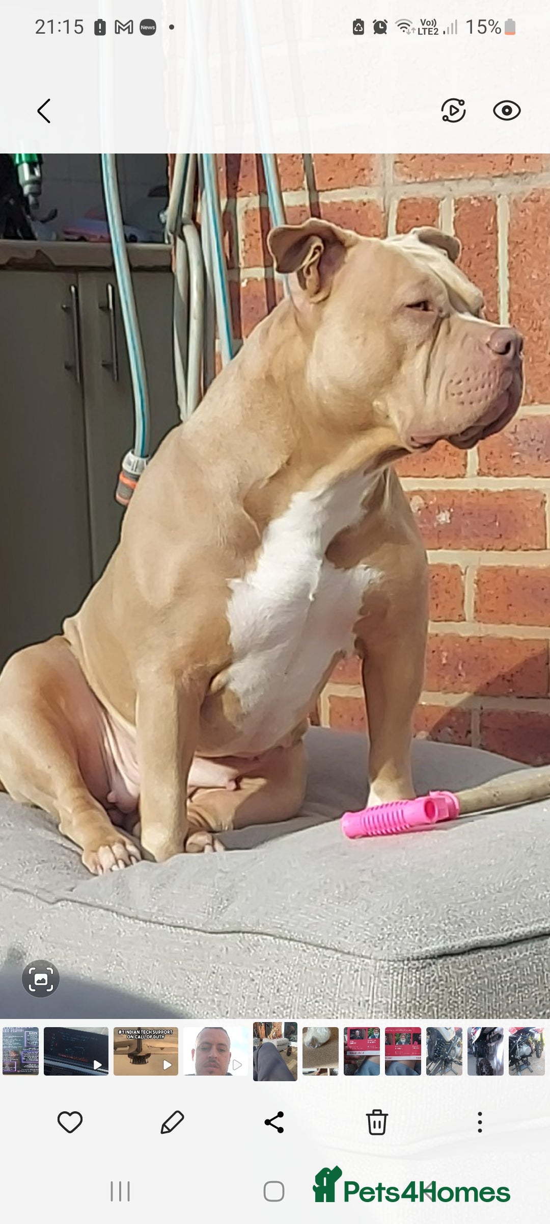 American Bully dogs Pocket bully puppies - Advert 1