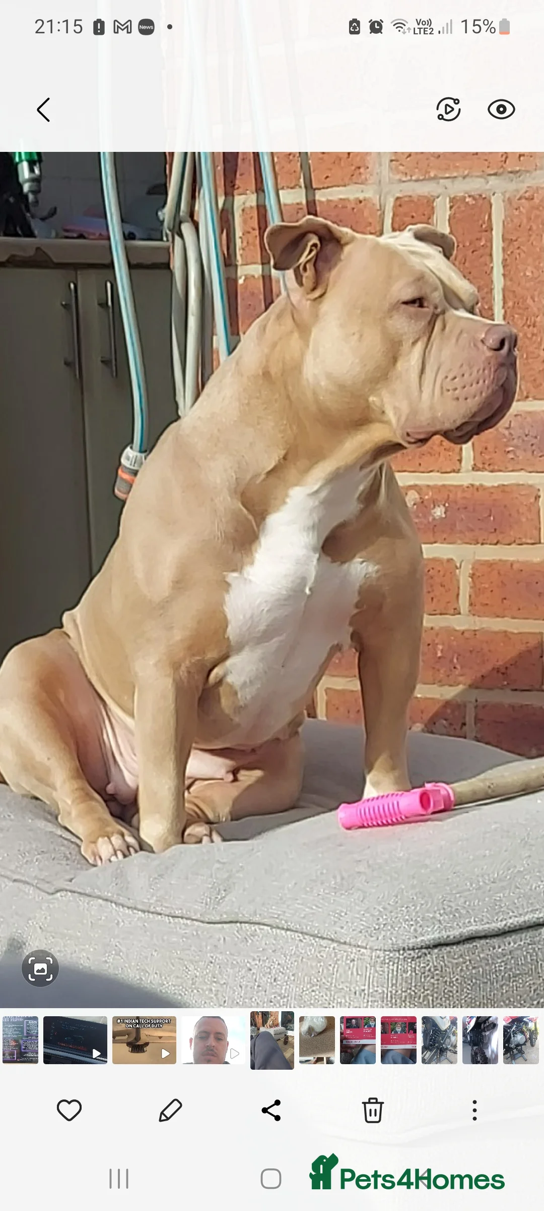 American Bully dogs for sale: Pocket bully puppies - Advert 1