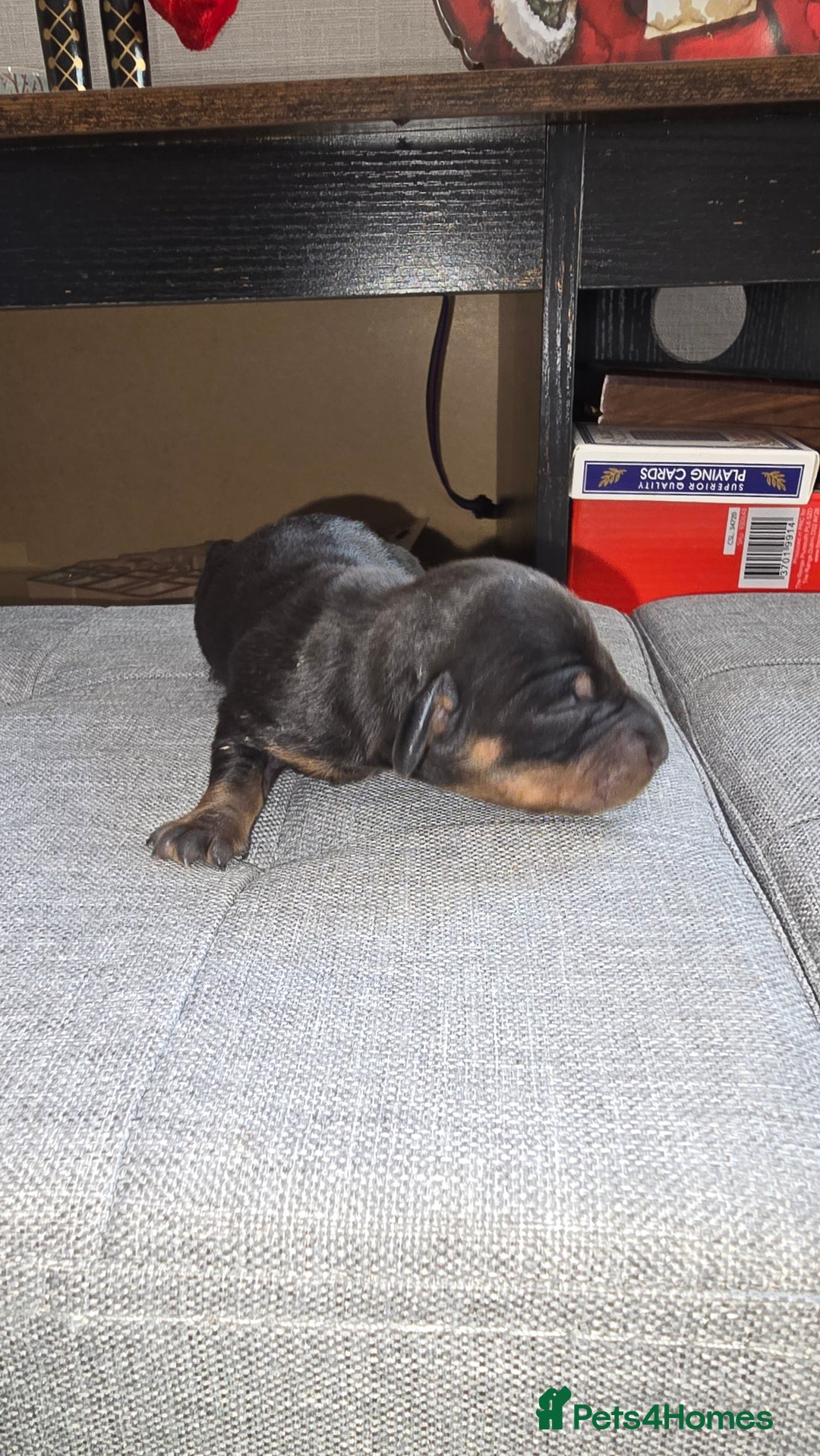 Dachshund dogs for sale: Mini dashhound  - Advert 5