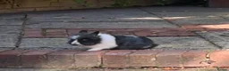 Mini Lion Lop rabbits for sale: Two Beloved female rabbits looking a loving home  in Birmingham - Advert 5