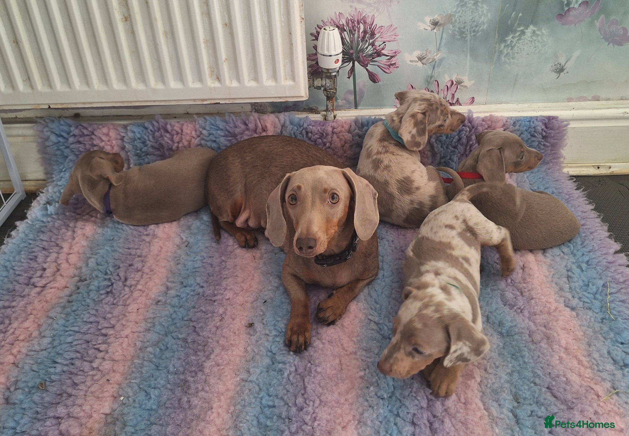 Miniature Dachshund dogs for sale: Lively full of character puppies in Huddersfield - Advert 3