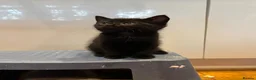 Mixed Breed cats for sale:      5 Beautiful Tabby Kittens Looking For Homes in Morden - Advert 8