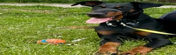 Dobermann dogs for sale: Female doberman - Advert 3