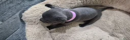 Staffordshire Bull Terrier dogs for sale: KC registered Staffordshire Bull Terrier Puppies  - Advert 22