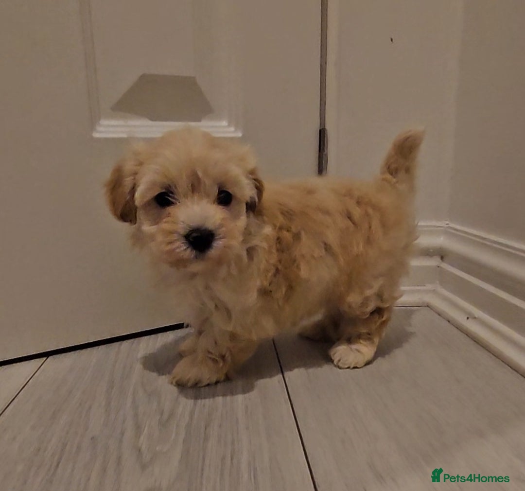 Maltipoo dogs for sale: F1 Maltipoo puppies - Advert 6