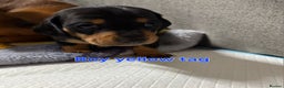 Dachshund dogs for sale: Beautiful Miniature Dachshund - Advert 38