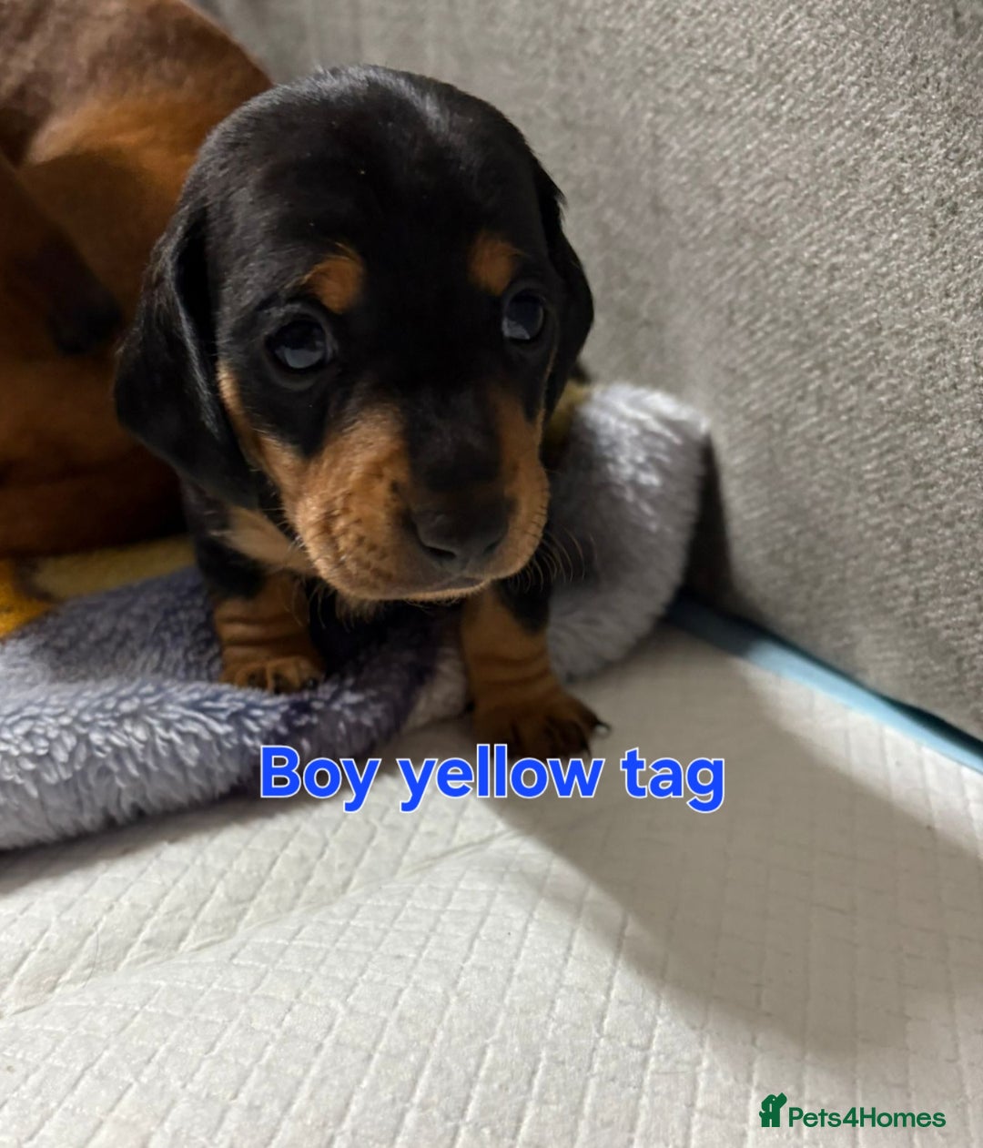 Dachshund dogs for sale: Beautiful Miniature Dachshund - Advert 38