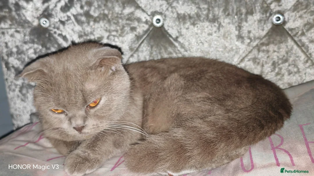 Scottish Fold cats for sale: Scottish Fold ×  Shorthair Silver Tabby Mix Kitten - Advert 16