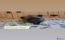 Japanese Shiba Inu dogs for sale: Shiba Inu – 5 Puppies  - Advert 8