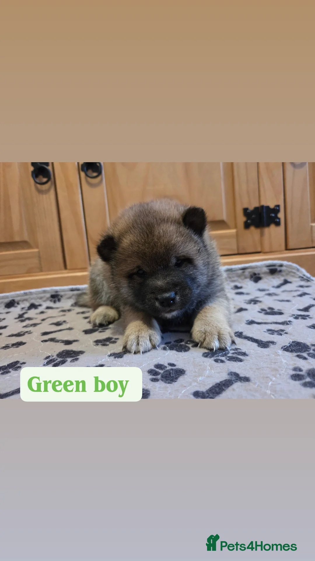 Japanese Shiba Inu dogs for sale: Shiba Inu – 5 Puppies  - Advert 8