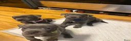 Staffordshire Bull Terrier dogs for sale: Beautiful kc registered Staffords bull terrier  - Advert 18