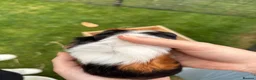 Guinea Pig rodents for sale: Male and female baby guinea pigs  - Advert 4