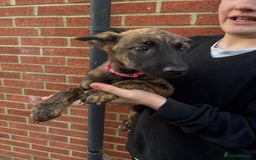 Belgian Shepherd Dog dogs for sale: Dutch herder x malinois Shepherd - Image 11