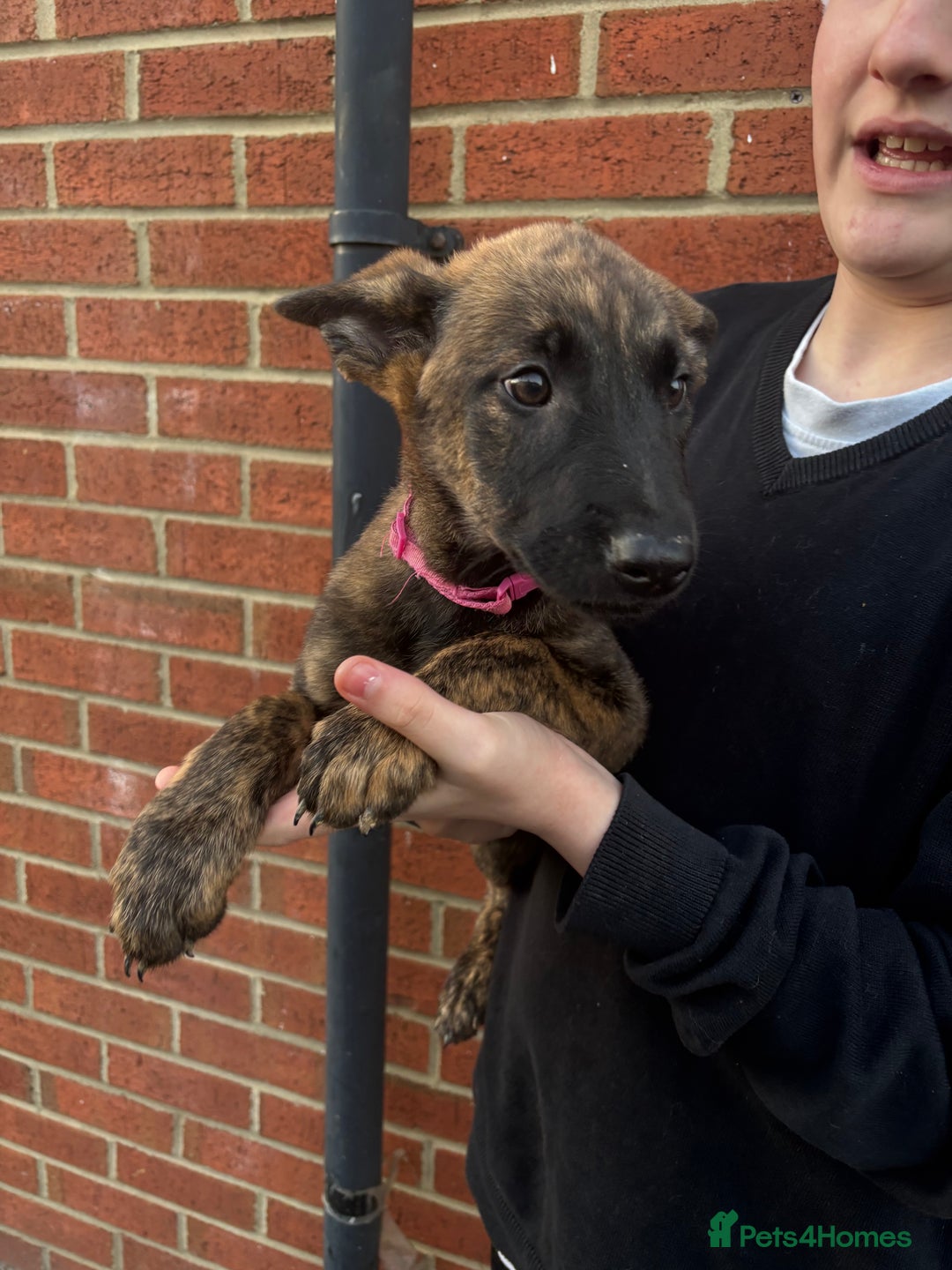 Belgian Shepherd Dog dogs for sale: Dutch herder x malinois Shepherd - Image 11