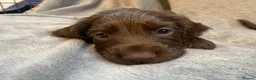 Cocker Spaniel dogs for sale: Working Cocker Spaniel Puppies for sale - Advert 9