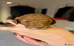 Cockapoo dogs for sale: Cockapoo Puppies  - Image 4