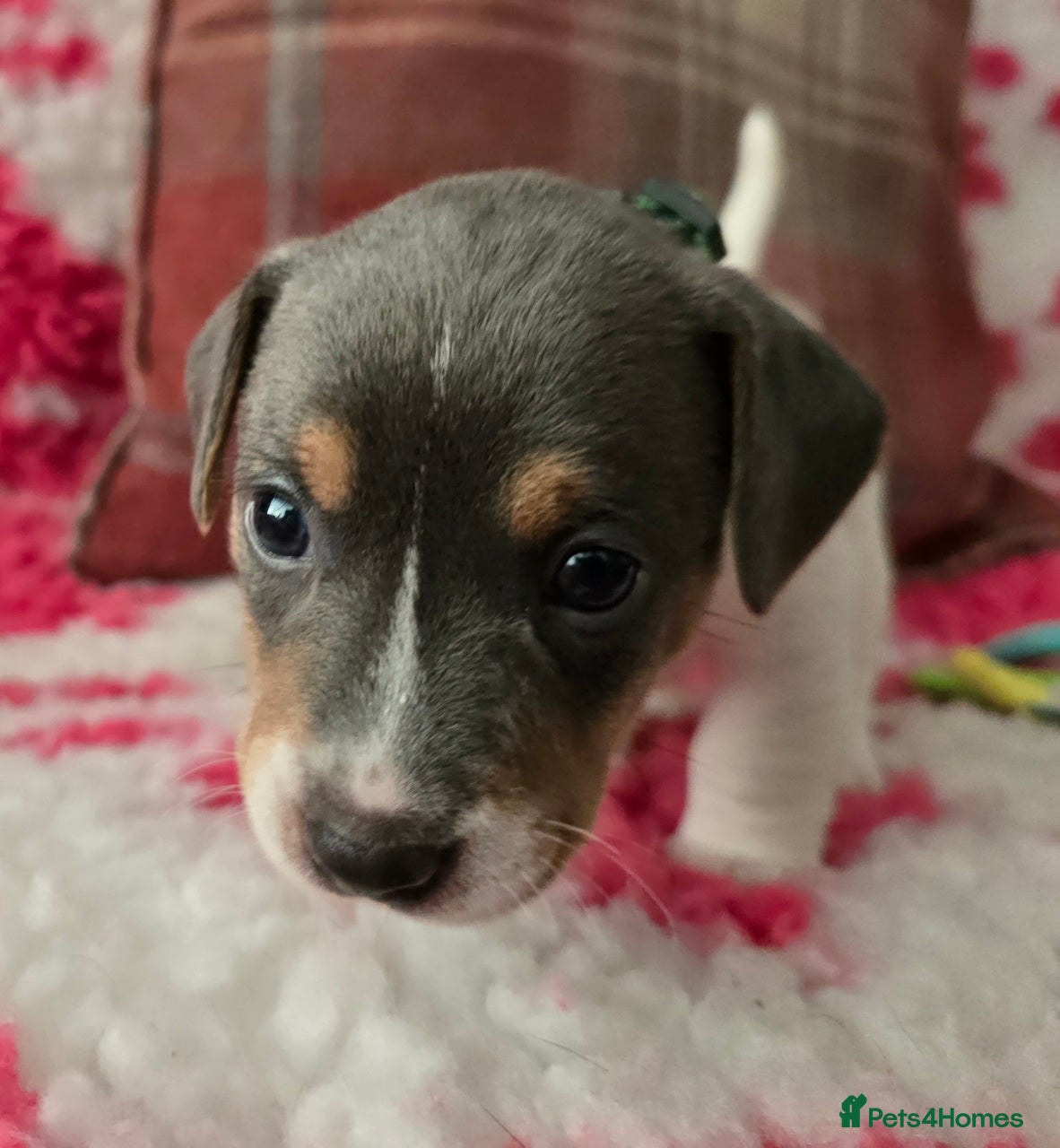 Jack Russell dogs Three beautiful healthy boys available 10/04/26. - Advert 2