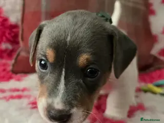 Jack Russell dogs Three beautiful healthy boys available 10/04/26. - Advert 1