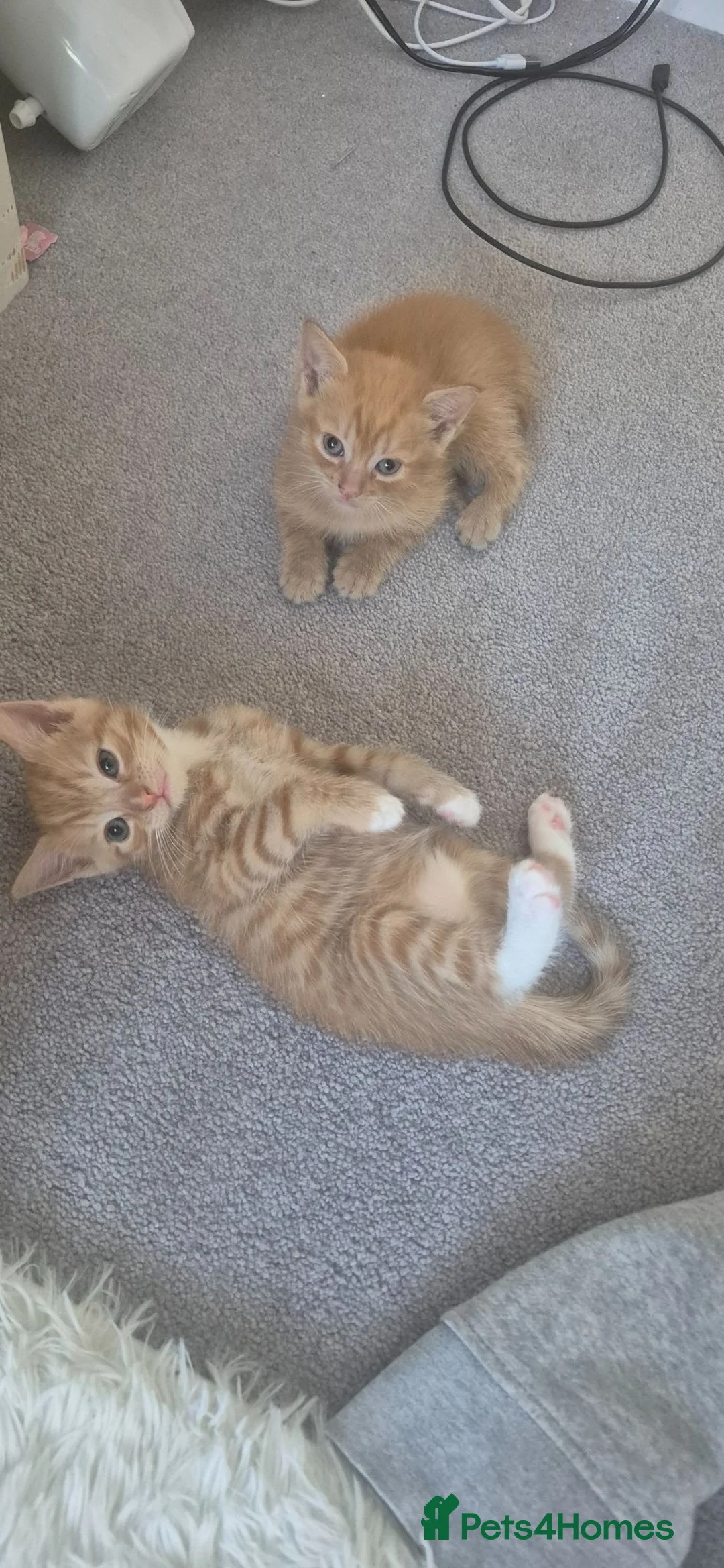 Mixed Breed cats for sale: Kittens  - Advert 4