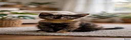 Mixed Breed cats for sale: Lovely healthy kittens available now  - Advert 3