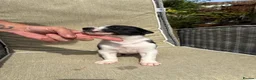 Lurcher dogs for sale: Fabulous lurcher pups  - Advert 9