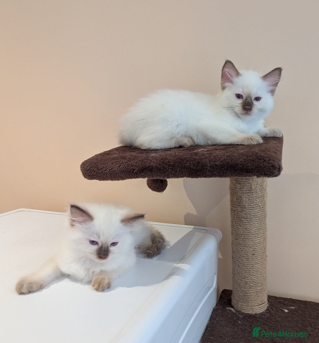 Ragdoll cats for sale: Gccf Registered Chocolate Point Ragdoll Kittens  - Image 4