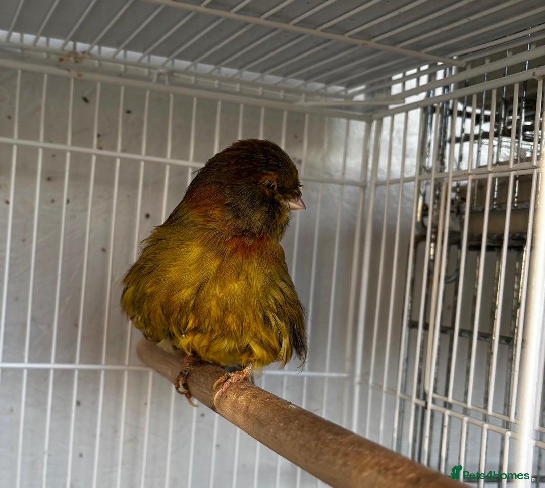 Canaries birds for sale: Norwich canary cock bird - Advert 1