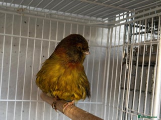 Canaries birds Norwich canary cock bird - Advert 1