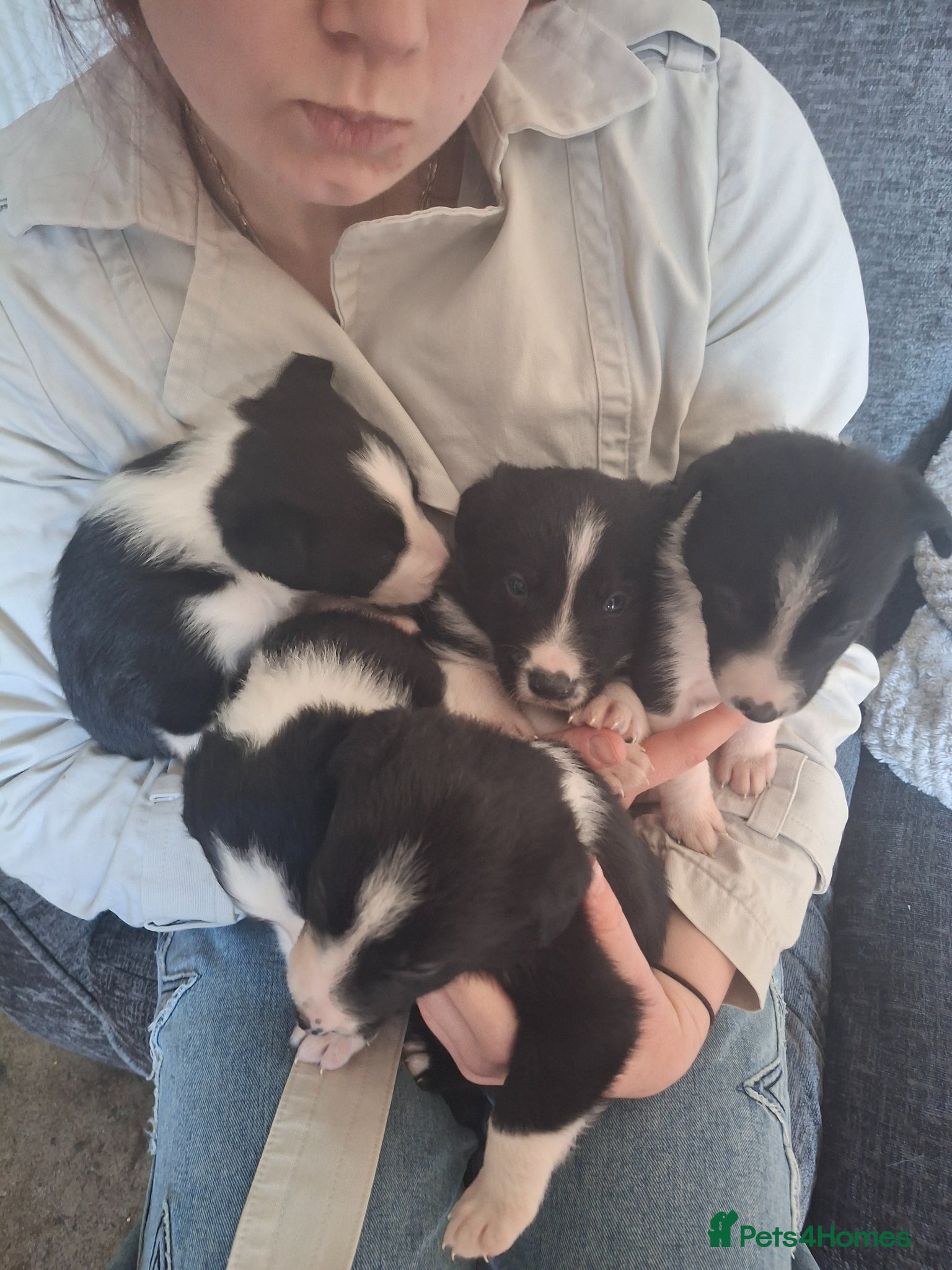 Border Collie dogs Border collie pups - Advert 3