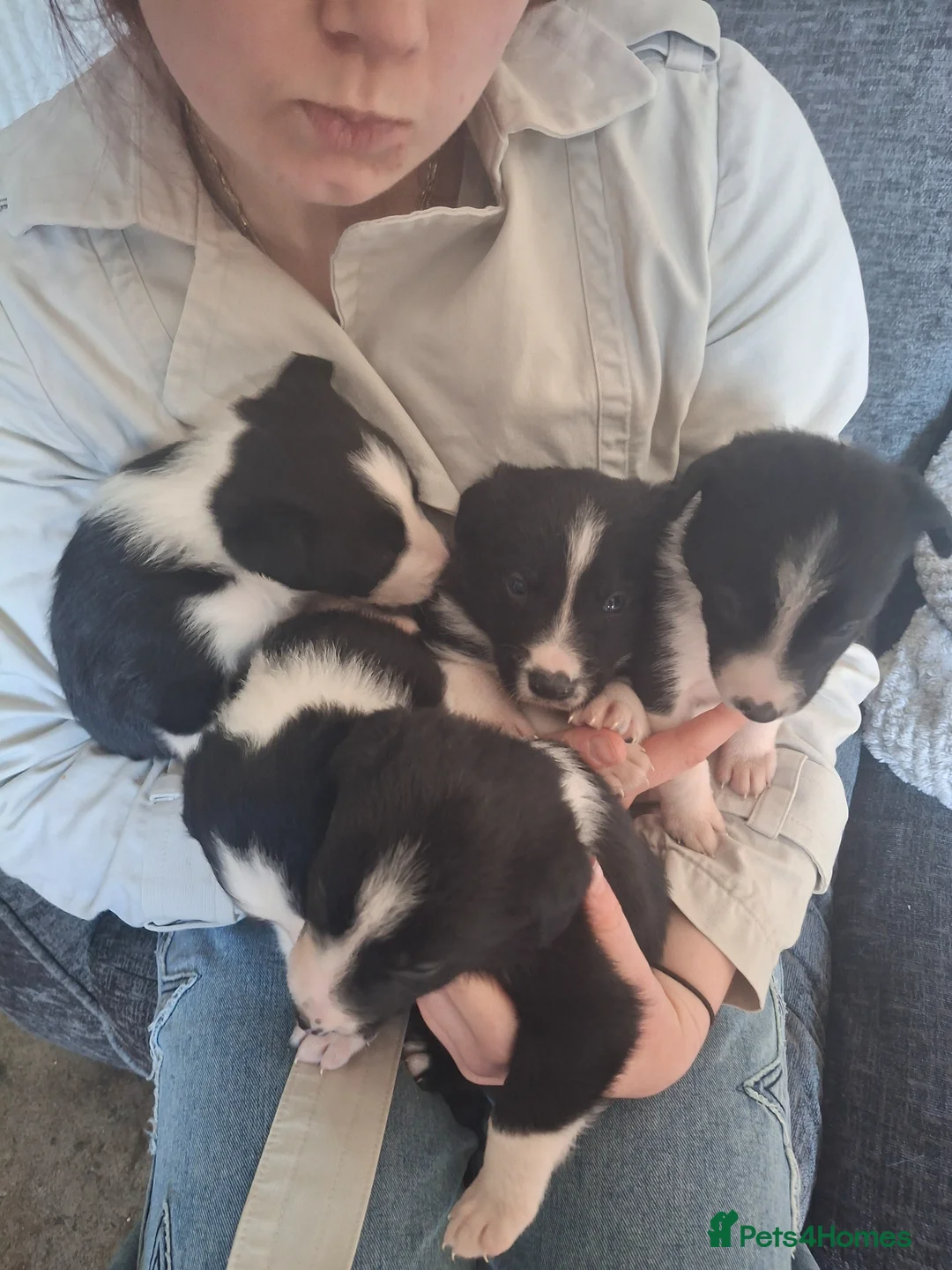 Border Collie dogs for sale: Border collie pups - Advert 1