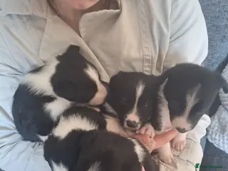 Border Collie dogs Border collie pups - Advert 3